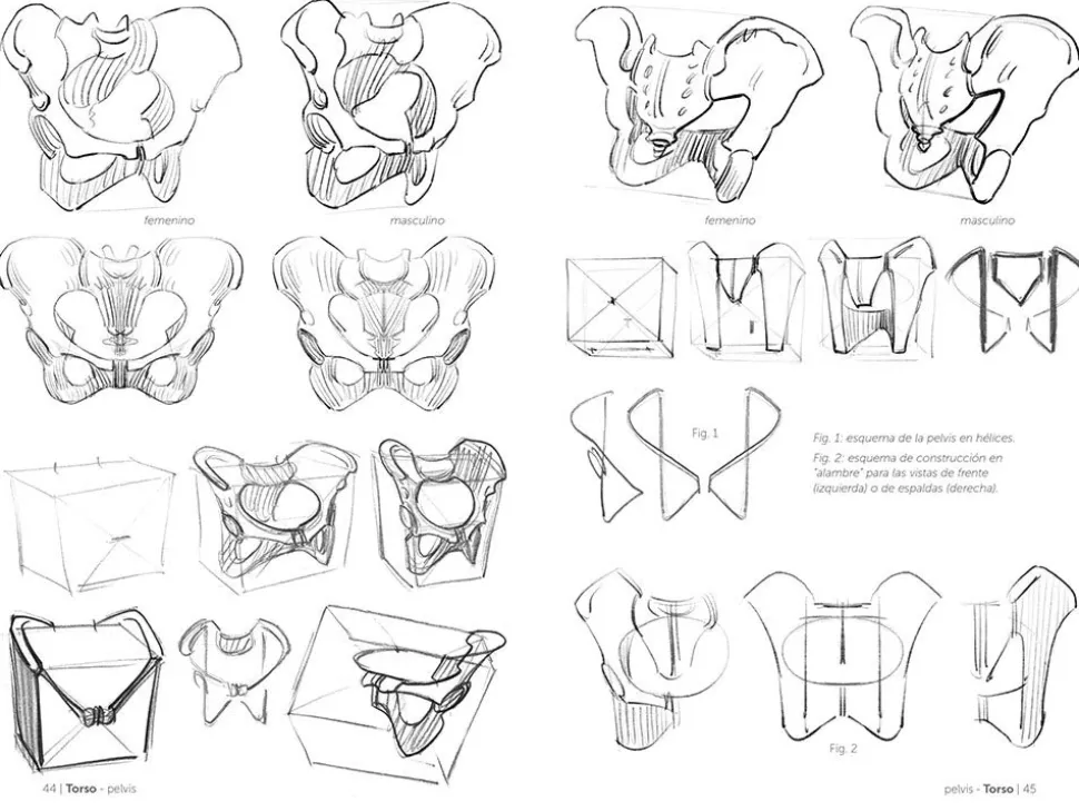 Anatomía artística 03 El esqueleto