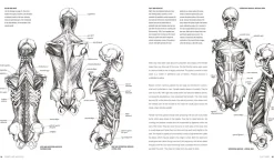 Anatomy for the artist