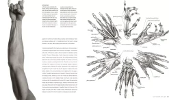 Anatomy for the artist