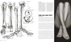 Anatomy for the artist