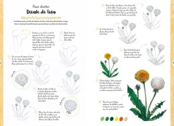 Dibujar en 10 pasos flores y plantas silvestres