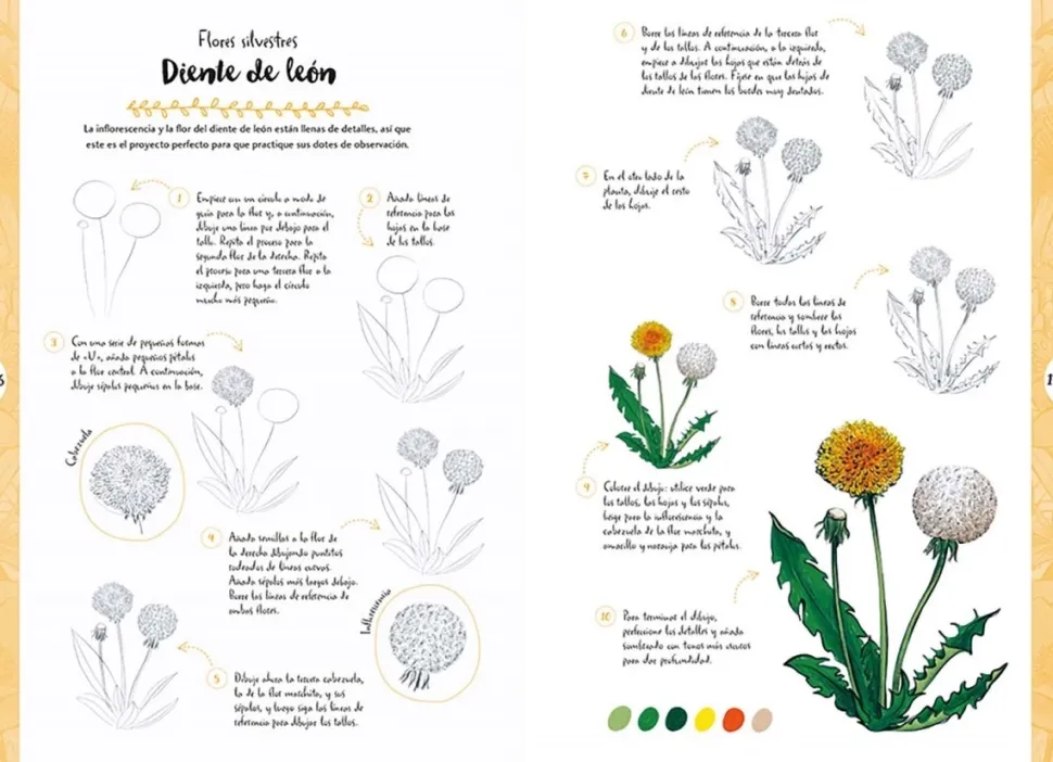 Dibujar en 10 pasos flores y plantas silvestres