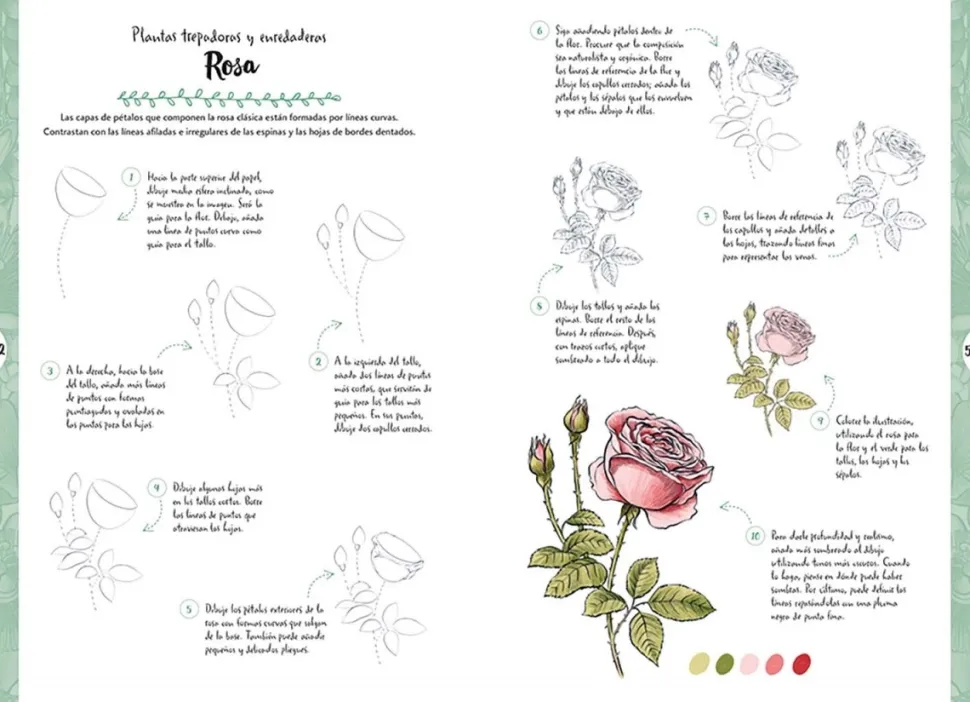 Dibujar en 10 pasos flores y plantas silvestres