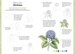 Dibujar en 10 pasos flores y plantas silvestres