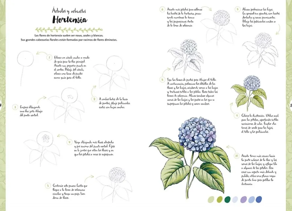 Dibujar en 10 pasos flores y plantas silvestres