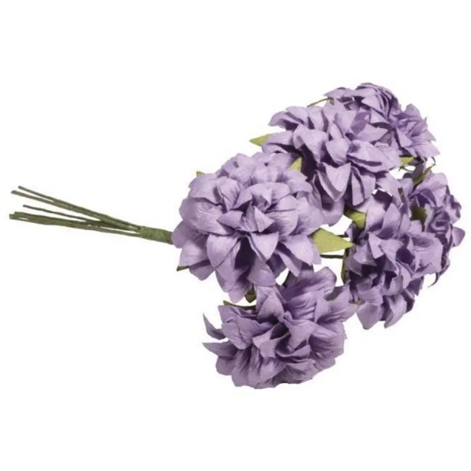 Flores Anemone Lila Rayher