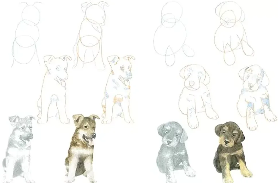 How to Draw Puppies in Simple Steps