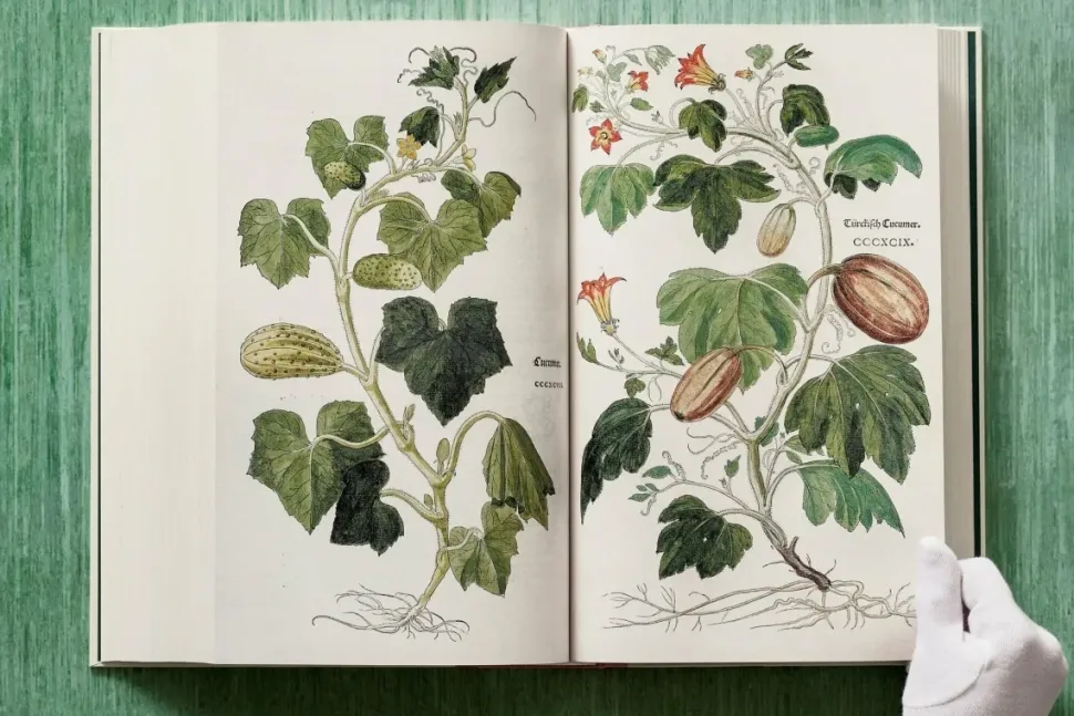 Leonhart Fuchs The New Herbal
