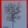 Láminas de dibujo artístico por J.M. Bellalta 121 Arboles I