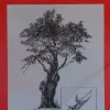 Láminas de dibujo artístico por J.M. Bellalta 135 Arboles II