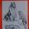 Láminas de dibujo artístico por Emilio Freixas SR49 Animales de compañía